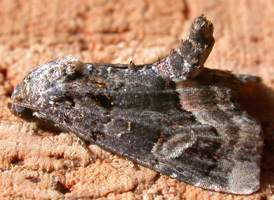 Black Wedge-spot